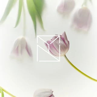 YN Perfumery logo