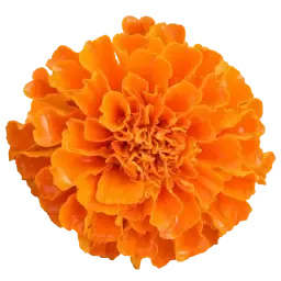 African Orange Flower note