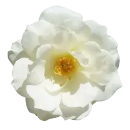 Alba Rose note