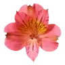 Alstroemeria note