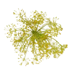Angelica note