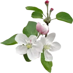 Apple Blossom note
