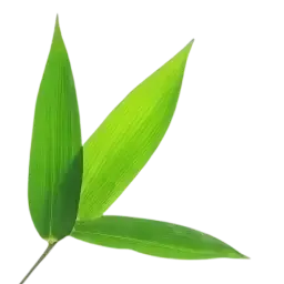 Bamboo note