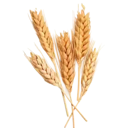 Barley note