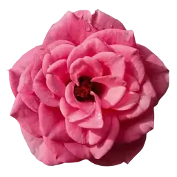 Bulgarian Rose note