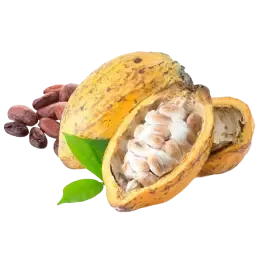 Cacao note