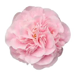 Camellia note