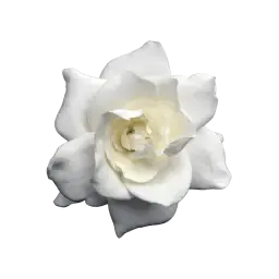 Cape Jasmine note