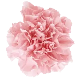 Carnation note