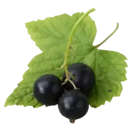 Cassis note