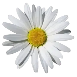 Chamomile note