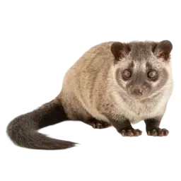 Civet note