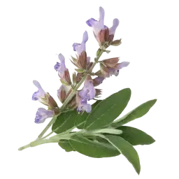 Clary Sage note