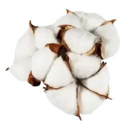 Cotton note