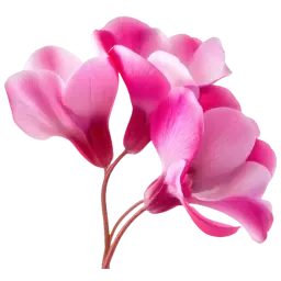 Cyclamen note