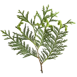 Cypress note