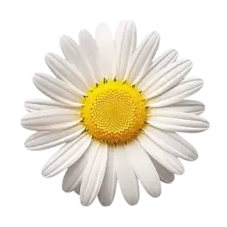Daisy note