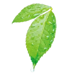 Dew note