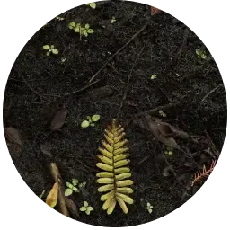 Earthy note