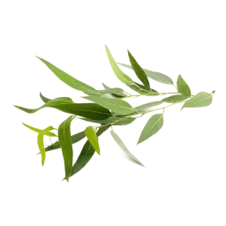 Eucalyptus note