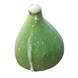 Fig Milk note