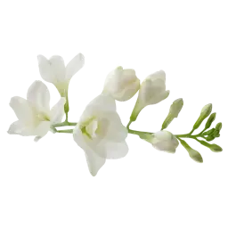 Freesia note