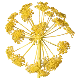 Galbanum note