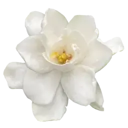 Gardenia note