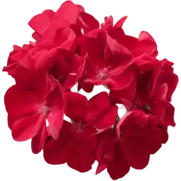 Geranium note