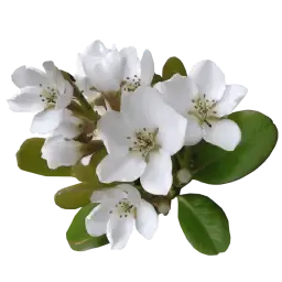 Hawthorn note