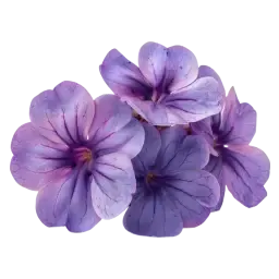 Heliotrope note