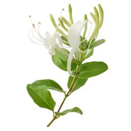 Honeysuckle note