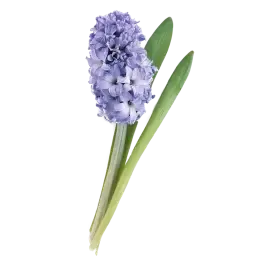 Hyacinth note