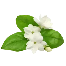 Indian Jasmine Sambac note