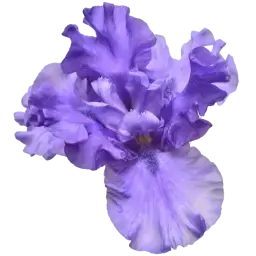 Iris note