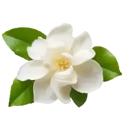 Jasmine Sambac note