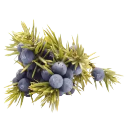 Juniper note