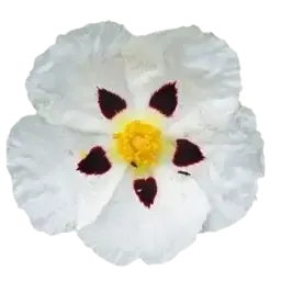 Labdanum note