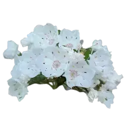Laurel Blossom note