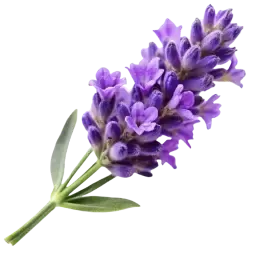 Lavender note