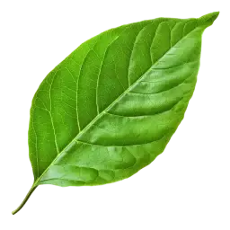 Leaves note