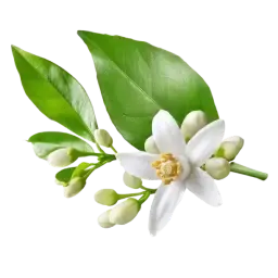 Lemon Blossom note