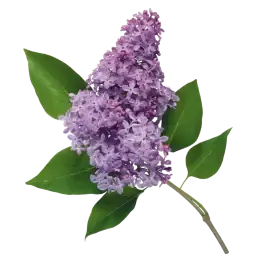 Lilac note