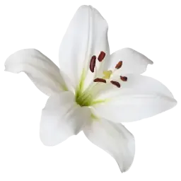 Lily note