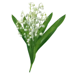 Lily of the Valley note