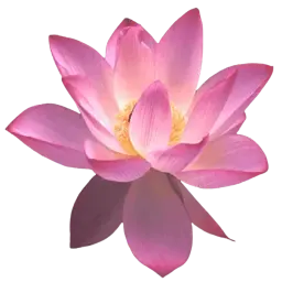 Lotus note