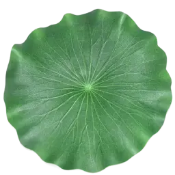 Lotus Leaf note