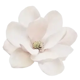 Magnolia note