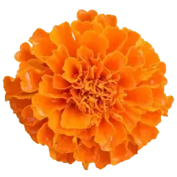 Marigold note