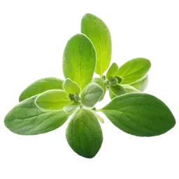 Marjoram note